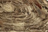 Polished Oligocene Petrified Wood (Pinus) - Australia #247844-1